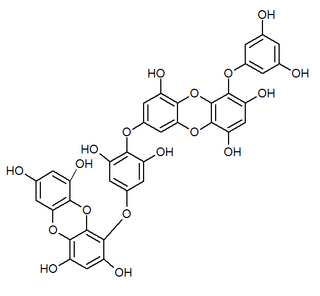 Dieckol Chemical compound