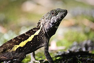 <i>Diploderma swinhonis</i> Species of lizard