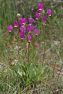 <i>Dodecatheon poeticum</i> Species of flowering plant