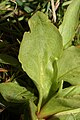 Dodecatheon pulchellum