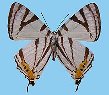 Dodona deodata ohtsukai, ♀ 裏面 .JPG