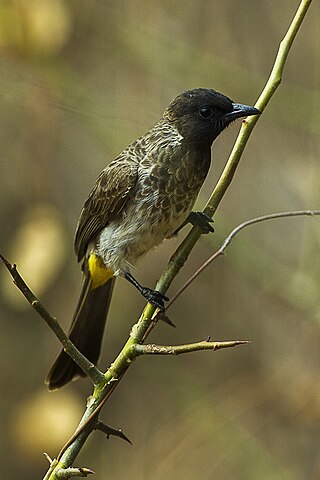 <span class="mw-page-title-main">Dodson's bulbul</span> Species of bird