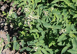 Apocynum androsaemifolium