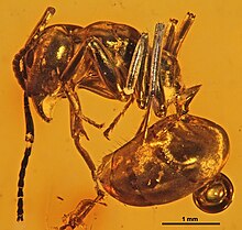 Dolichoderus balticus MBI5850 profil.jpg