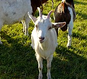 Domestic Goat 2 Germany - Hesse.JPG