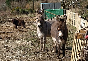 Donkeys near Great South Tolgus Mine - geograph.org.uk - 1185489.jpg