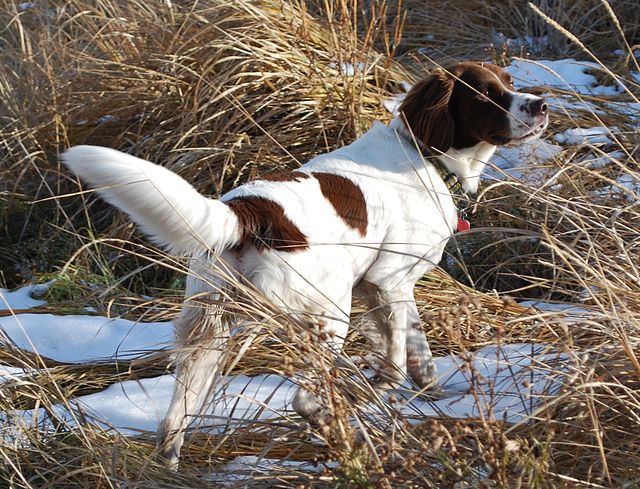 Brittany (dog) - Wikipedia