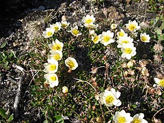 Dryas integrifolia (Entireleaf Mountain-avens)