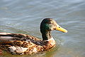 A duck out for a swim in a very rare sunny day in London