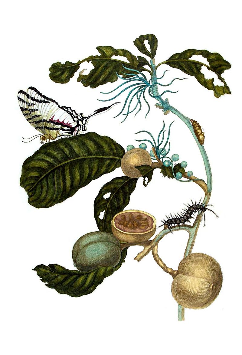 Duroia eriopila by Merian.jpg