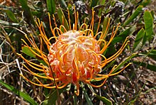 Dwarf Pincushion (Leucospermum gerrardii) flower (31721900043).jpg