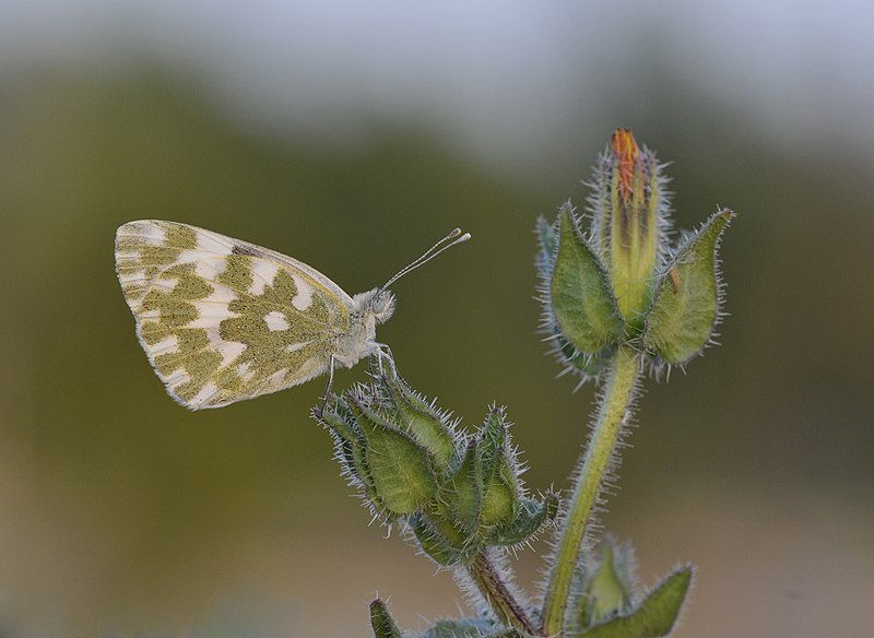 File:Eastern Bath White - Pontia edusa 01.JPG