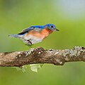 Eastern Bluebird  Missouri Department of Conservation