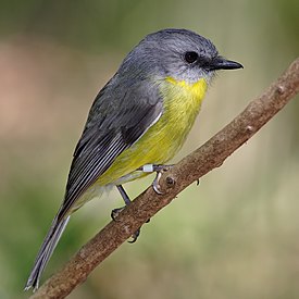 Eastern yellow robin (Victoria, Australia 2008).jpg