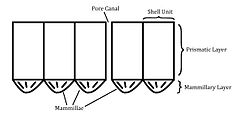 Diagram of a two-layered eggshell. Eggshell Structure diagram.jpg