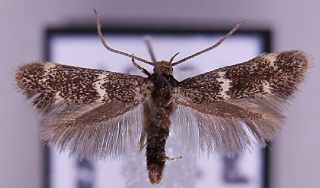 <i>Elachista griseella</i> Species of moth