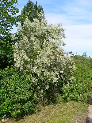 Elaeagnus angustifolia 20050608 859.jpg