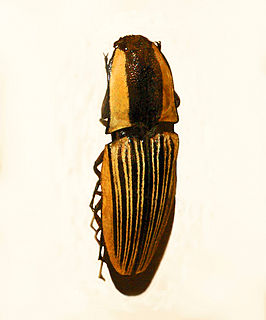 Chalcolepidius limbatus