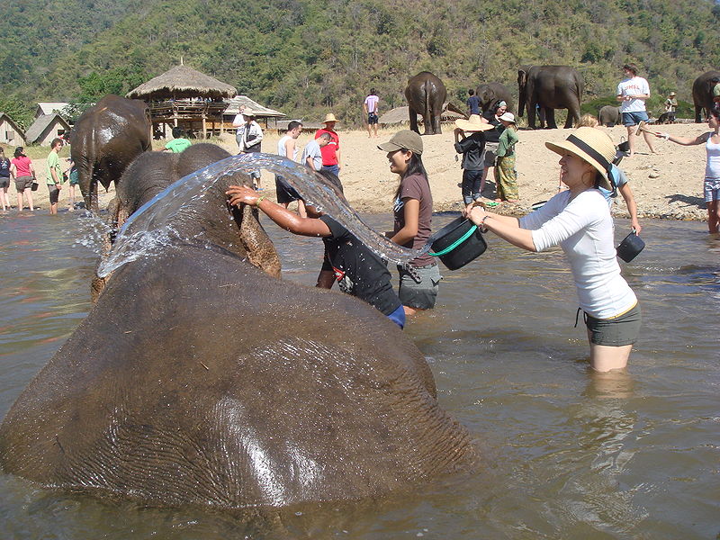 File:Elephant nature park.JPG