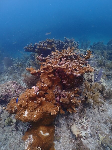 File:Elkhorn coral, the Florida Keys - 52929696567.jpg