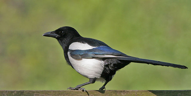 Oiseau à longue queue, blanc et noir à reflets métalliques bleutés