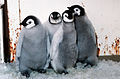 Emperor penguin chicks at Sea World · DF-ST-90-04598.JPG
