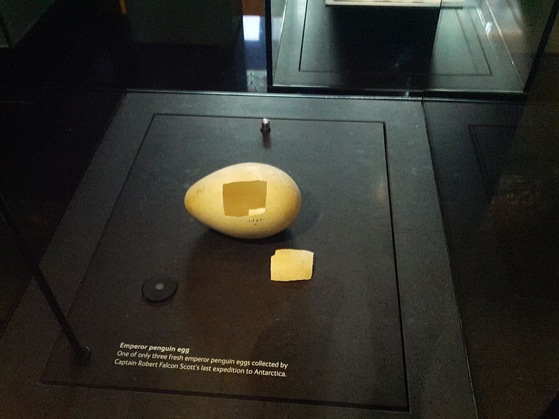 File:Emperor penguin egg, Treasures Exhibition, Natural History Museum 11.jpg