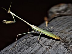 Empusa hedenborgii