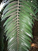 Encephalartos Woodii: Description et caractéristiques, Habitat, Références