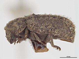 <i>Endecatomus</i> Genus of beetles