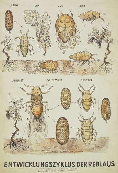 File:Entwicklungszyklus d Reblaus ca 1880.tif