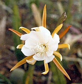 <i>Epiphyllum laui</i>