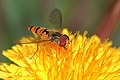 Episyrphus balteatus hoverfly on yellow flower.jpg