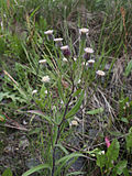 Miniatura para Erigeron acris