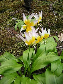 Erythronium taylorii jhaas lg.jpg