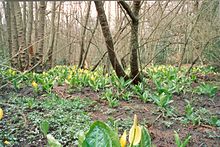 Water plants (Lysichiton americanus) growing near the River Mole EsherCom02.JPG