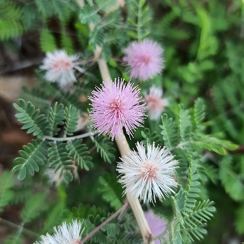 Mimosa aculeaticarpa - Wikipedia, la enciclopedia libre