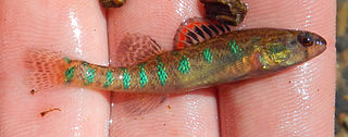 Etheostoma gracile