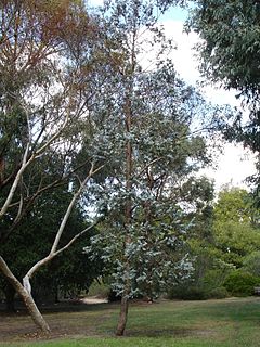Description de l'image Eucalyptus cinerea.jpg.