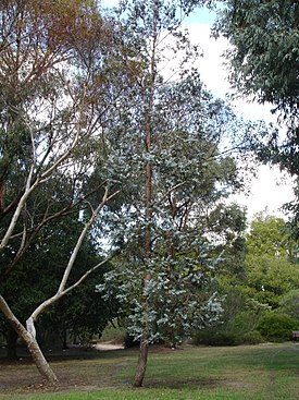 Ash Eucalyptus