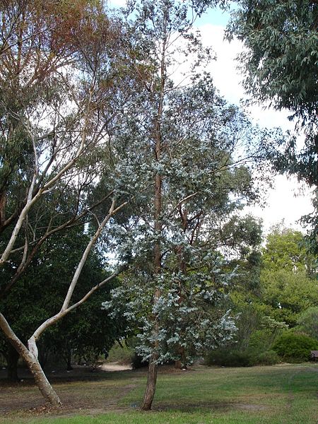 Eucalyptus_cinerea