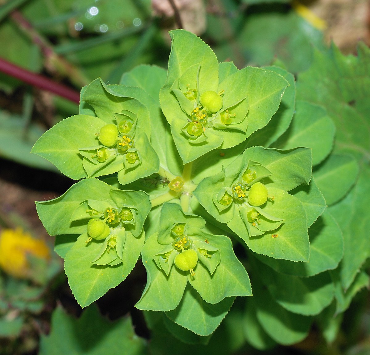 Euphorbia - Wikipedia
