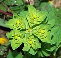 Euphorbia sp. (Euphorbiaceae)