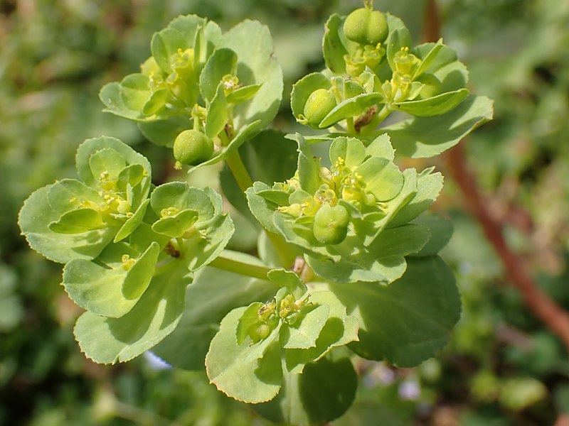 File:Euphorbia helioscopia 121392407.jpg