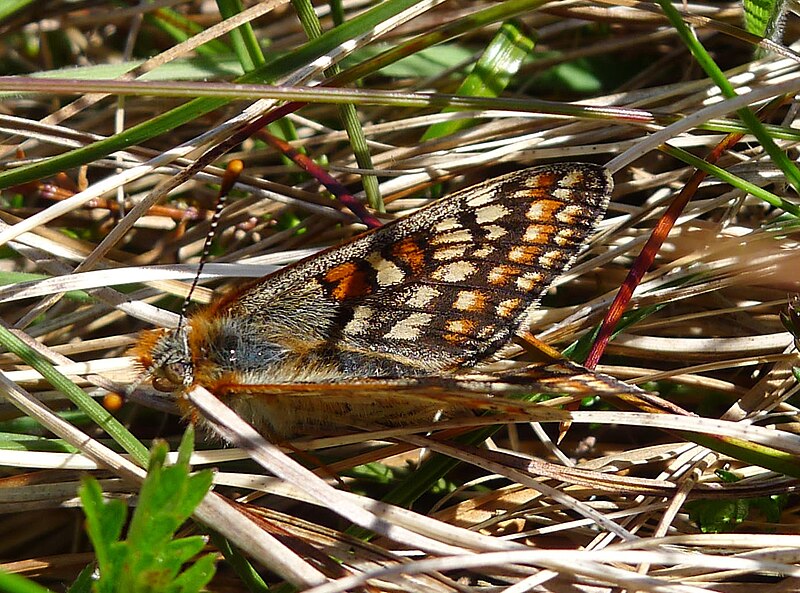 File:Euphydryas aurinia form scotica - Flickr - gailhampshire (1).jpg