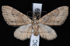 Eupithecia unicolor