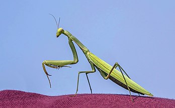 Fêmea verde de louva-a-deus-europeu (Mantis religiosa), Dobruja, Romênia. Seu nome comum louva-a-deus é derivado da postura distinta do primeiro par de pernas que pode ser observada em animais em repouso. Assemelha-se a uma atitude de oração. Tanto os machos quanto as fêmeas têm corpos alongados com dois pares de asas. As características mais marcantes que todos os mantises compartilham são uma cabeça triangular muito móvel com grandes olhos compostos e seu primeiro par de pernas, que é altamente modificado para a captura e contenção eficientes de presas em movimento rápido ou em voo. (definição 4 606 × 2 845)