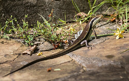 Eutropis (skink) looking at viewer in the sun in Luang Prabang Laos