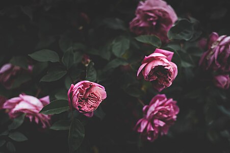 "Everything's_rosy_(Unsplash).jpg" by User:Fæ