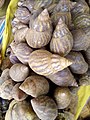 Exotic_Snail_shells